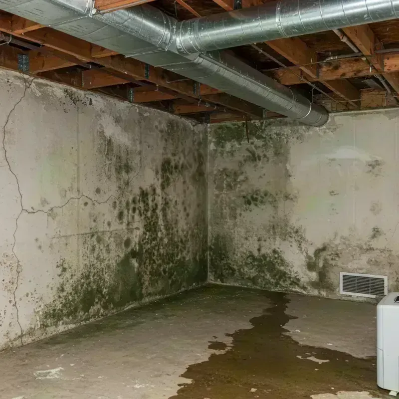 Professional Mold Removal in Chaffee, MO